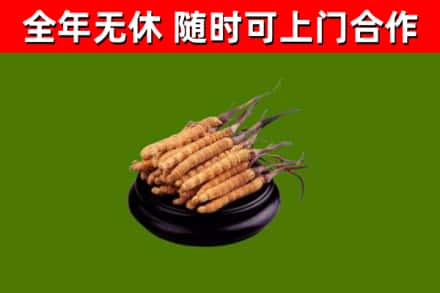 吉安回收冬虫夏草