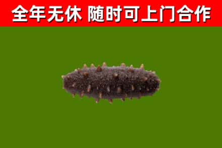 吉安回收海参干